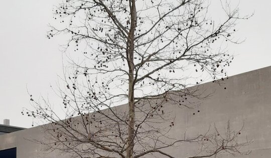 BT.170-Forma-Spezial-mit-Baum--O9983.jpg